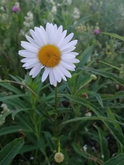 Leucanthemum ircutianum