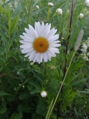 Leucanthemum ircutianum