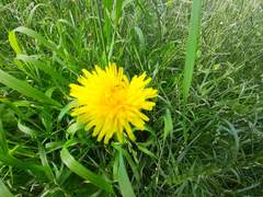 Taraxacum officinale