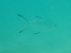 Trachinotus baillonii