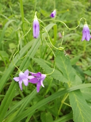 Campanula patula