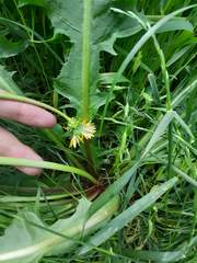 Taraxacum officinale