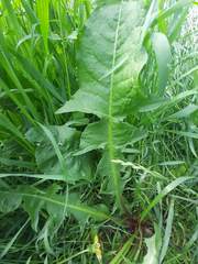 Taraxacum officinale