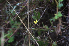 Osteospermum ciliatum