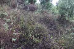Osteospermum ciliatum