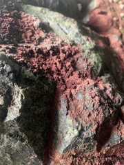 Rhodochorton purpureum