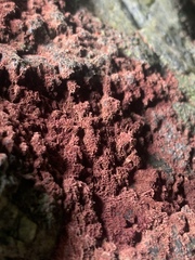 Rhodochorton purpureum