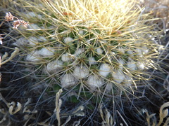 Mammillaria miegiana