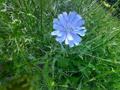 Cichorium intybus