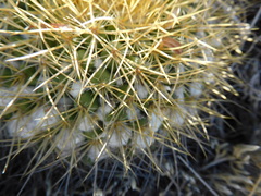Mammillaria miegiana