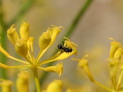 Camponotus vagus