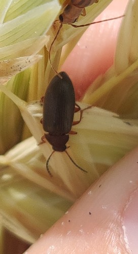 Hymenorus densus