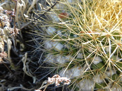 Mammillaria miegiana
