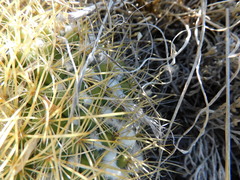 Mammillaria miegiana