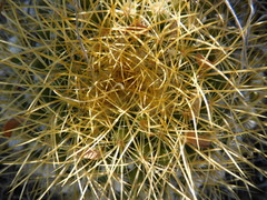 Mammillaria miegiana