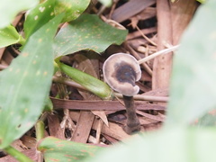 Sanguinoderma rugosum