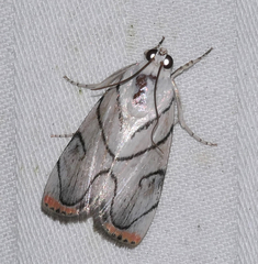 Dichogama colotha