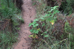 Pelargonium vitifolium