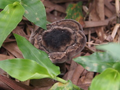 Sanguinoderma rugosum