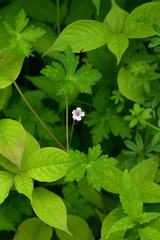 Geranium nepalense