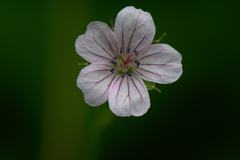 Geranium nepalense