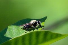 Laphria flavicollis