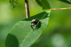 Laphria flavicollis