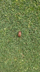 Coleoptera