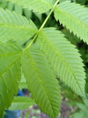 Sorbaria sorbifolia