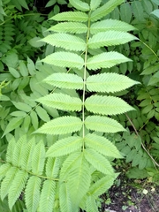 Sorbaria sorbifolia