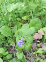 Glechoma hederacea