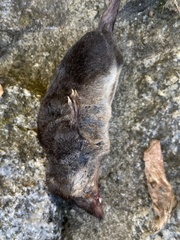 Crocidura russula