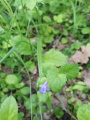Glechoma hederacea