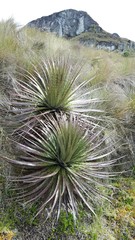 Puya clava-herculis