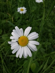 Leucanthemum vulgare