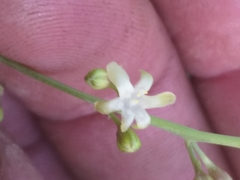 Dioscorea hemicrypta