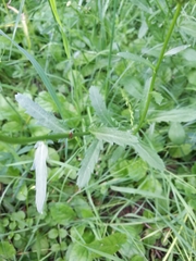 Leucanthemum vulgare