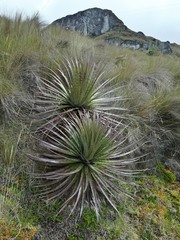 Puya clava-herculis