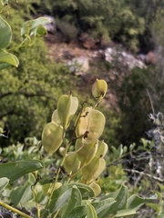 Dioscorea hemicrypta
