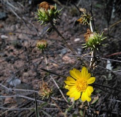 Grindelia pulchella