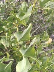 Dioscorea hemicrypta