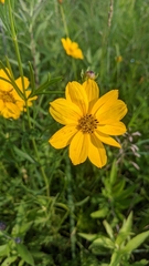 Coreopsis palmata