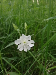 Silene latifolia
