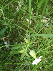 Silene latifolia