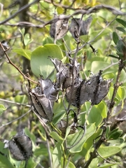 Dioscorea hemicrypta