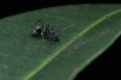 Camponotus
