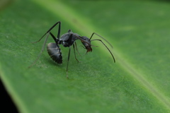 Camponotus
