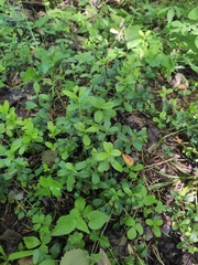 Vaccinium vitis-idaea