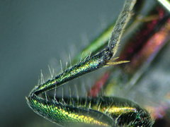 Chrysis angustula