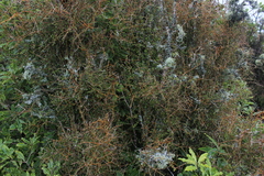 Coprosma virescens